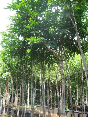 Spécialiste en arbres et semences Sainte-Marie