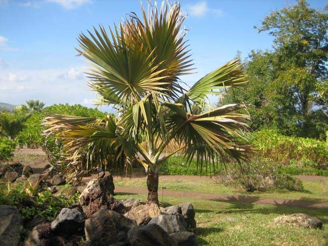 Pépinière spécialisée en espèces indigènes Sainte-Marie