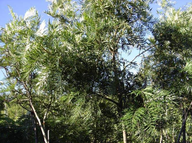 Producteur de végétaux Sainte-Marie