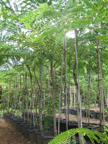 Exploitation horticole Sainte-Marie