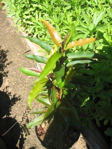 Conservation de plantes insulaires Sainte-Marie