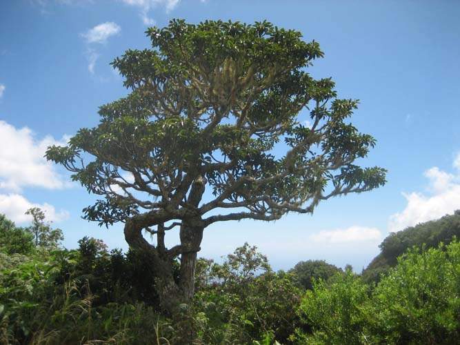 Fournisseur de plantes natives Sainte-Marie