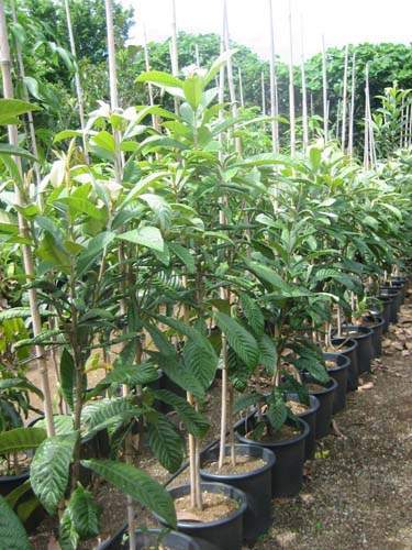 Vente de plants fruitiers Sainte-Marie