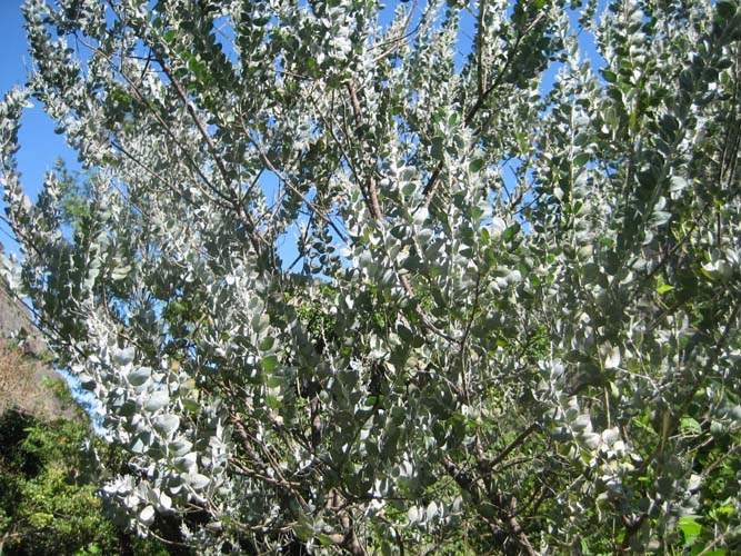 Centre de production horticole Sainte-Marie