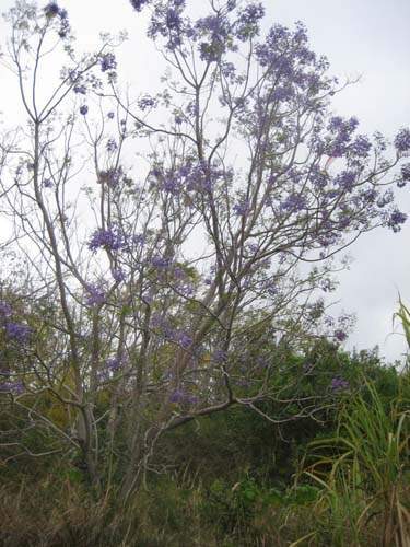 Vente de plants fruitiers Sainte-Marie