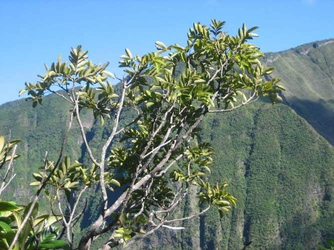 Fournisseur de plantes natives Sainte-Marie