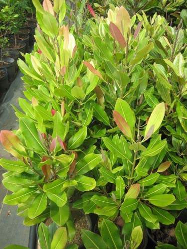 Horticulture d'espèces rares Sainte-Marie