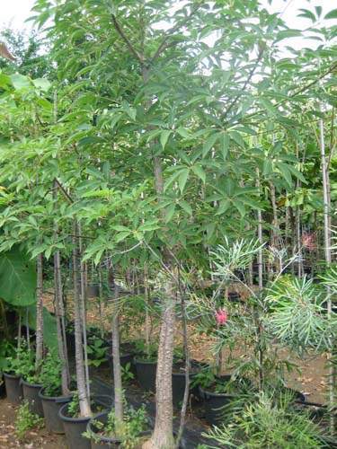 Vente de plantes et arbres Sainte-Marie