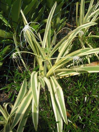 Fournisseur de fleurs de saison Sainte-Marie