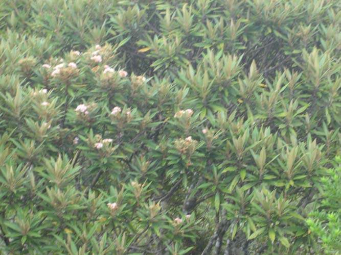 Pépinière biodiversité locale Sainte-Marie