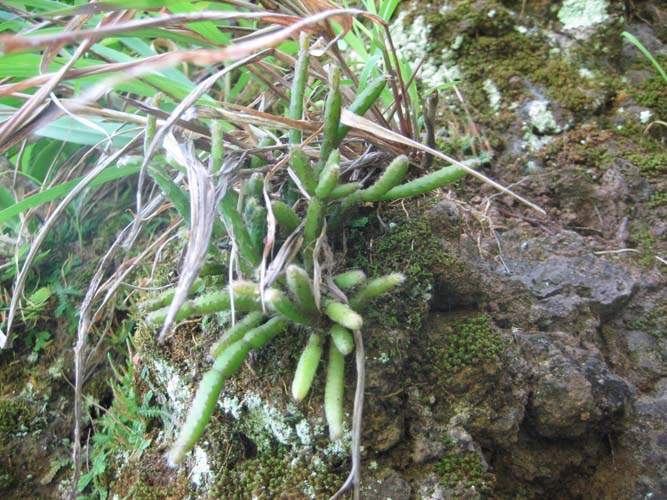 Vente d'arbres et plantes originelles Sainte-Marie