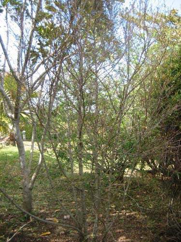 Fournisseur de plantes natives Sainte-Marie