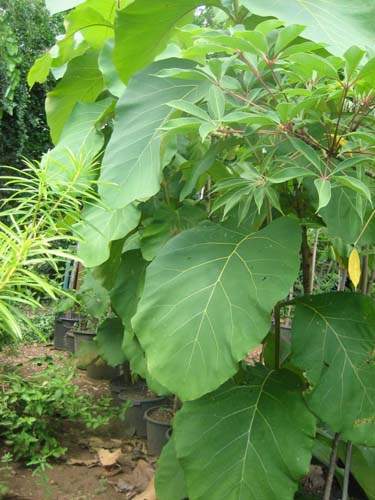 Jardinerie et horticulture Sainte-Marie