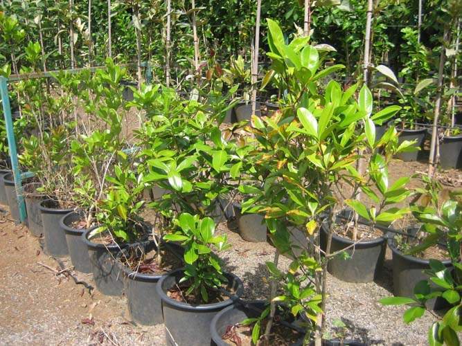 Exploitation horticole Sainte-Marie