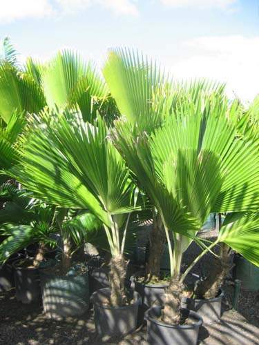 Culture et vente de palmiers tropicaux Sainte-Marie