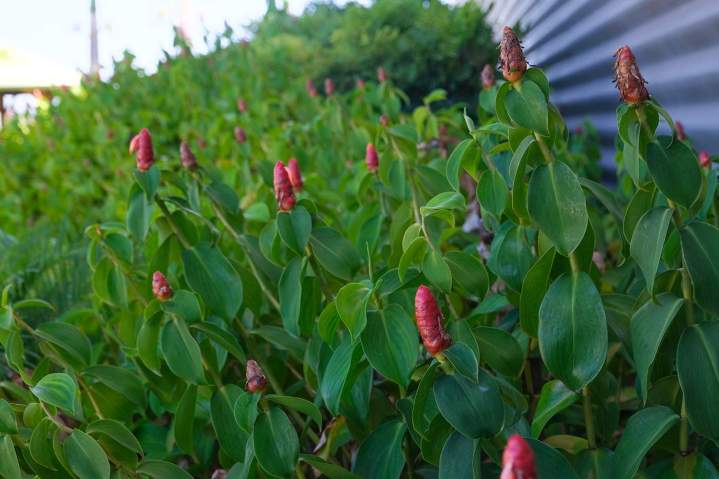 Plantation végétaux Sainte-Marie
