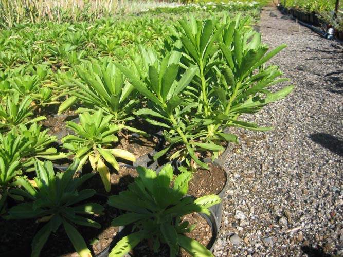 Culture de flore endémique Sainte-Marie