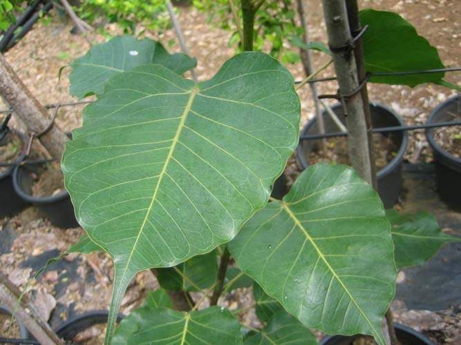 Jardinerie et horticulture Sainte-Marie