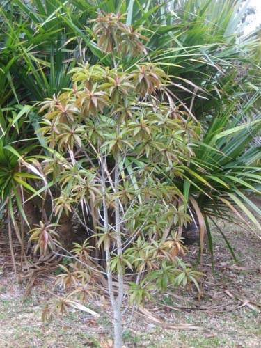 Fournisseur de plantes natives Sainte-Marie