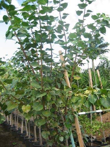 Jardinerie et horticulture Sainte-Marie