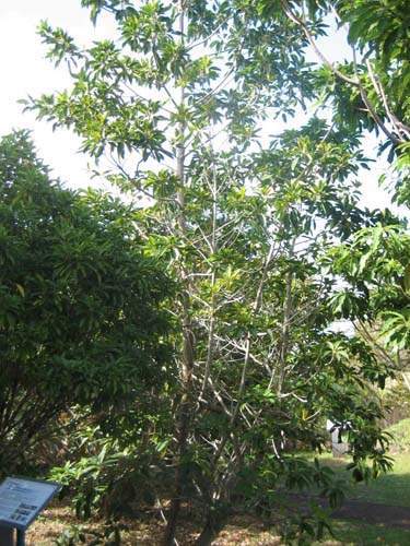 Pépinière biodiversité locale Sainte-Marie
