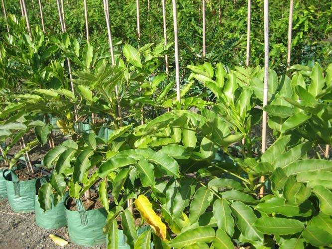 Vente d'arbres et plantes originelles Sainte-Marie