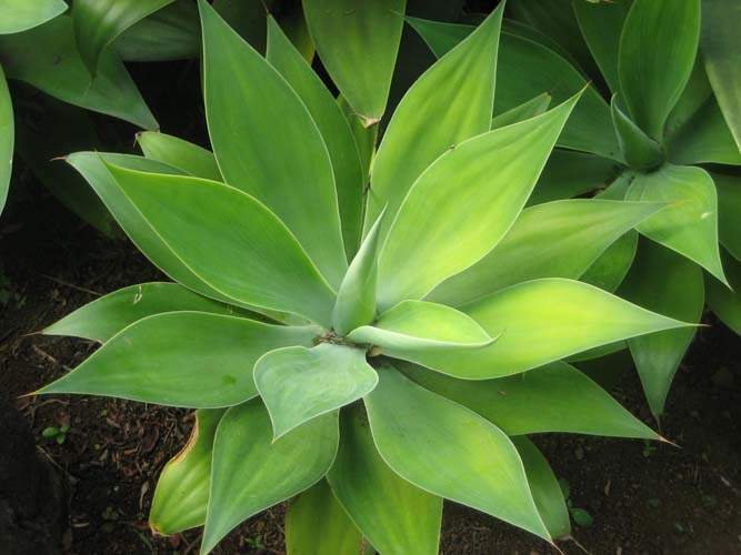 Vente de plantes grasses d'intérieur et extérieur Sainte-Marie