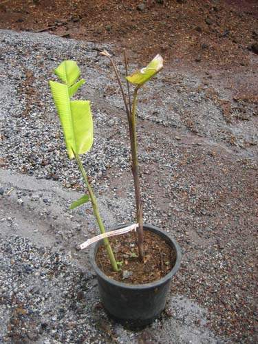 Pépinière spécialisée en fleurs et herbes Sainte-Marie
