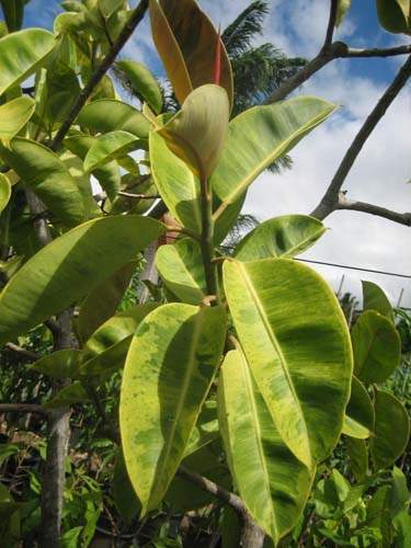 Spécialiste en arbres et semences Sainte-Marie