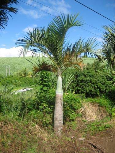 Pépinière spécialisée en Arecaceae Sainte-Marie