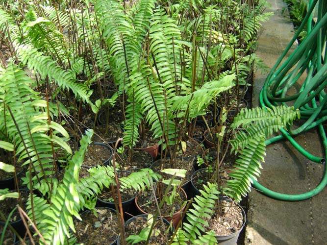 Vente de plantes de massif et de bordure Sainte-Marie