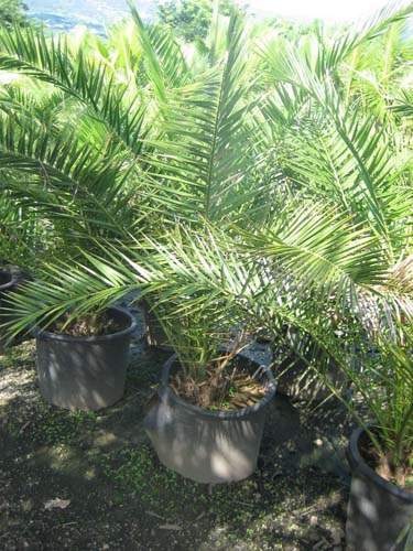 Végétaux d'extérieur : Palmiers Sainte-Marie