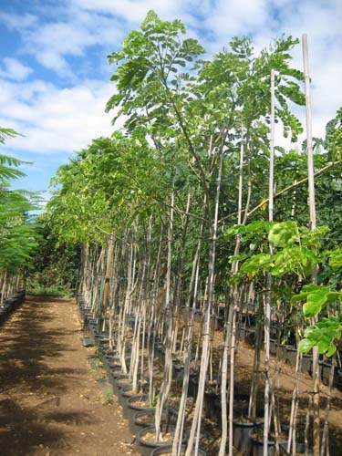 Spécialiste en arbres et semences Sainte-Marie