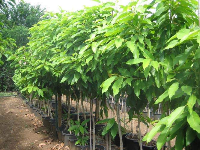 Exploitation horticole Sainte-Marie