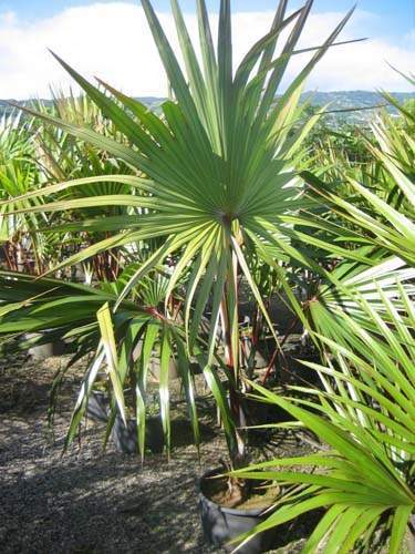 Pépinière biodiversité locale Sainte-Marie