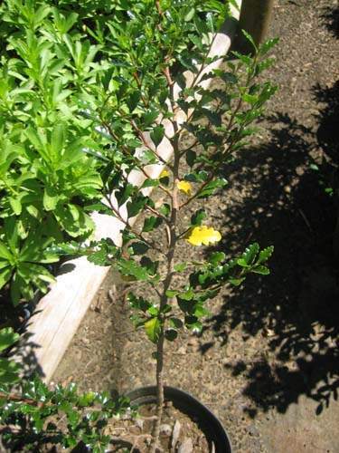 Vente d'arbres et plantes originelles Sainte-Marie