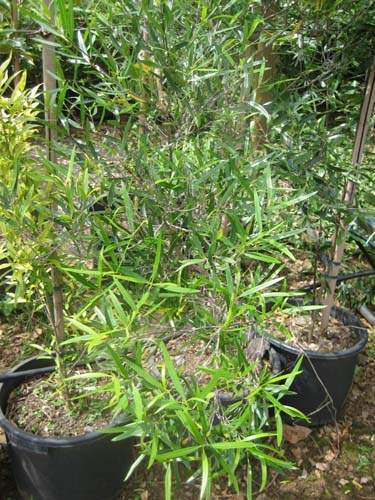 Pépinière biodiversité locale Sainte-Marie