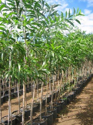 Spécialiste en arbres et semences Sainte-Marie
