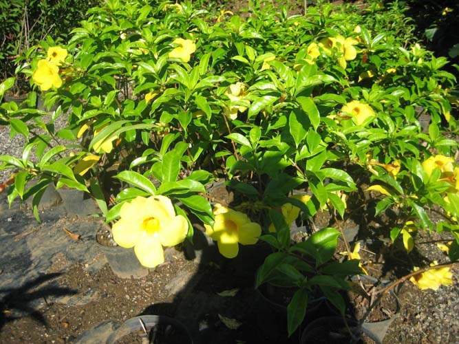Fournisseur de plantes pour pergolas Sainte-Marie