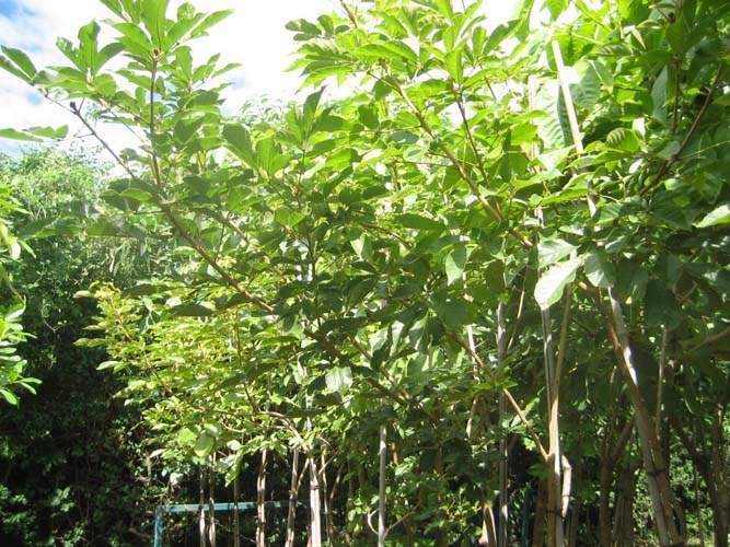 Commerce de fleurs et végétaux Sainte-Marie