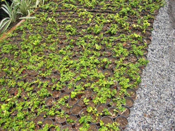 Vente de plantes pour murs végétaux Sainte-Marie