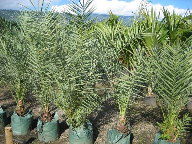 Culture et vente de palmiers tropicaux Sainte-Marie