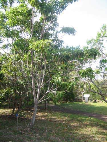 Pépinière pour la restauration écologique Sainte-Marie
