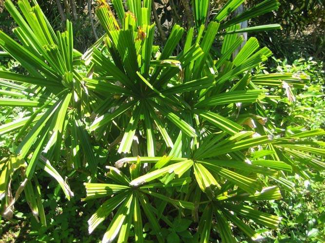 Fournisseur d'espèces de palmiers Sainte-Marie