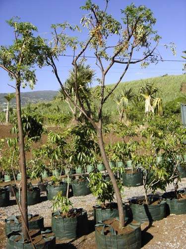 Producteur de végétaux Sainte-Marie