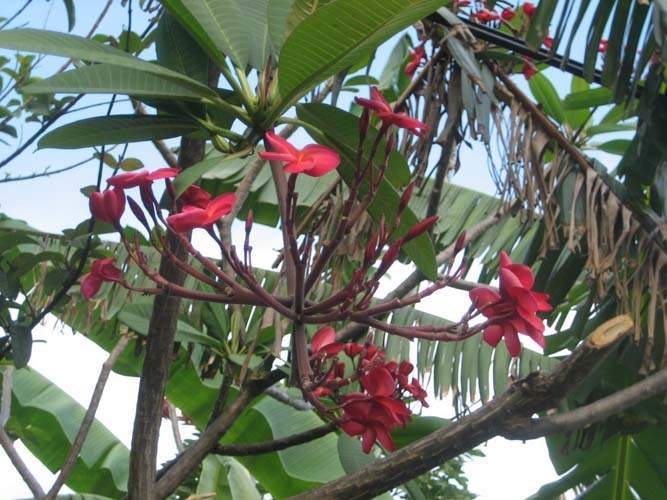 Culture de jeunes plants Sainte-Marie