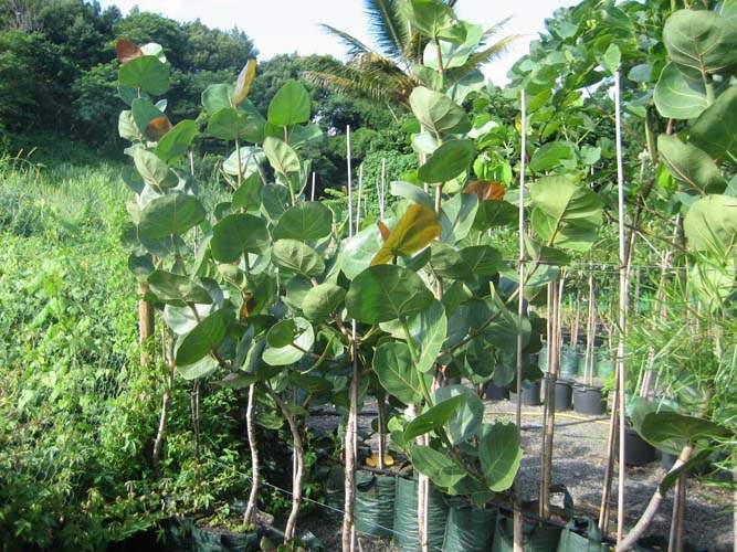 Fournisseur d'arbustes d'ornement Sainte-Marie