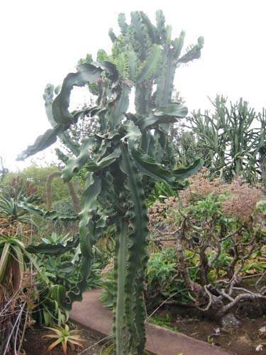 Producteur de rosettes et euphorbes Sainte-Marie