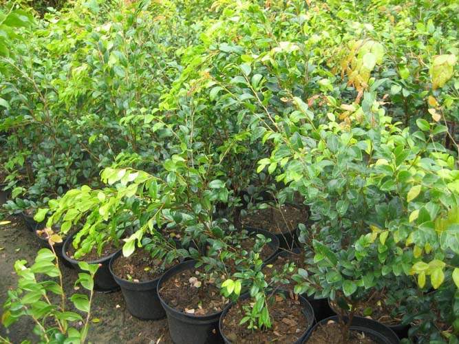 Spécialiste des plantes du terroir Sainte-Marie