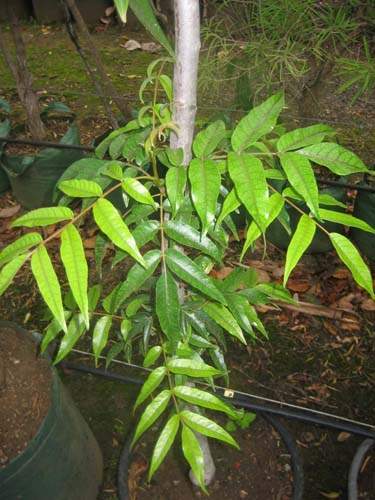 Pépinière pour la restauration écologique Sainte-Marie